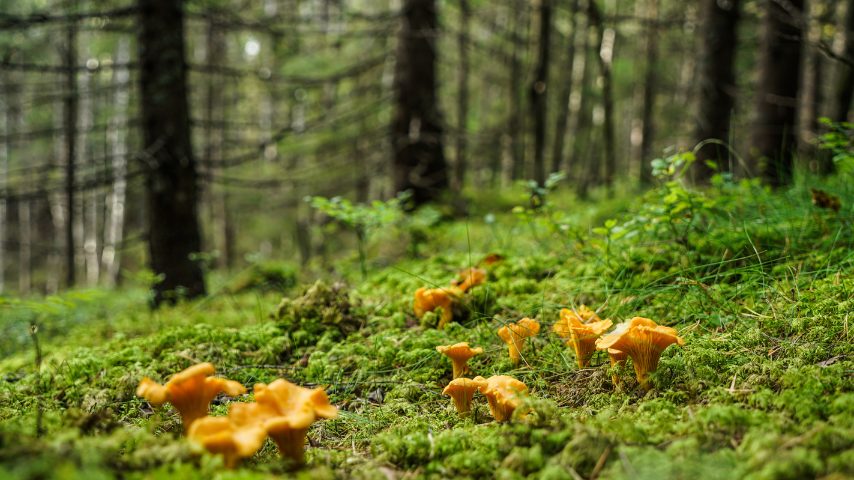 Girolles au pied des arbres, sous-bois d'automne