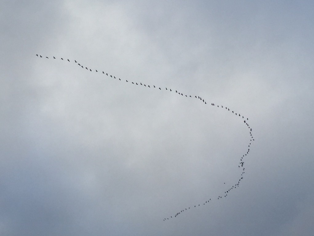 Une longue formation de grues cendrées en vol, en V étiré et sinueux, sur un ciel gris d'automne
