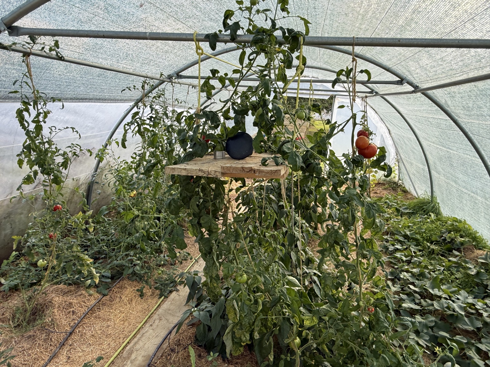 La serre du potager de 9 La Roche, plants de tomates