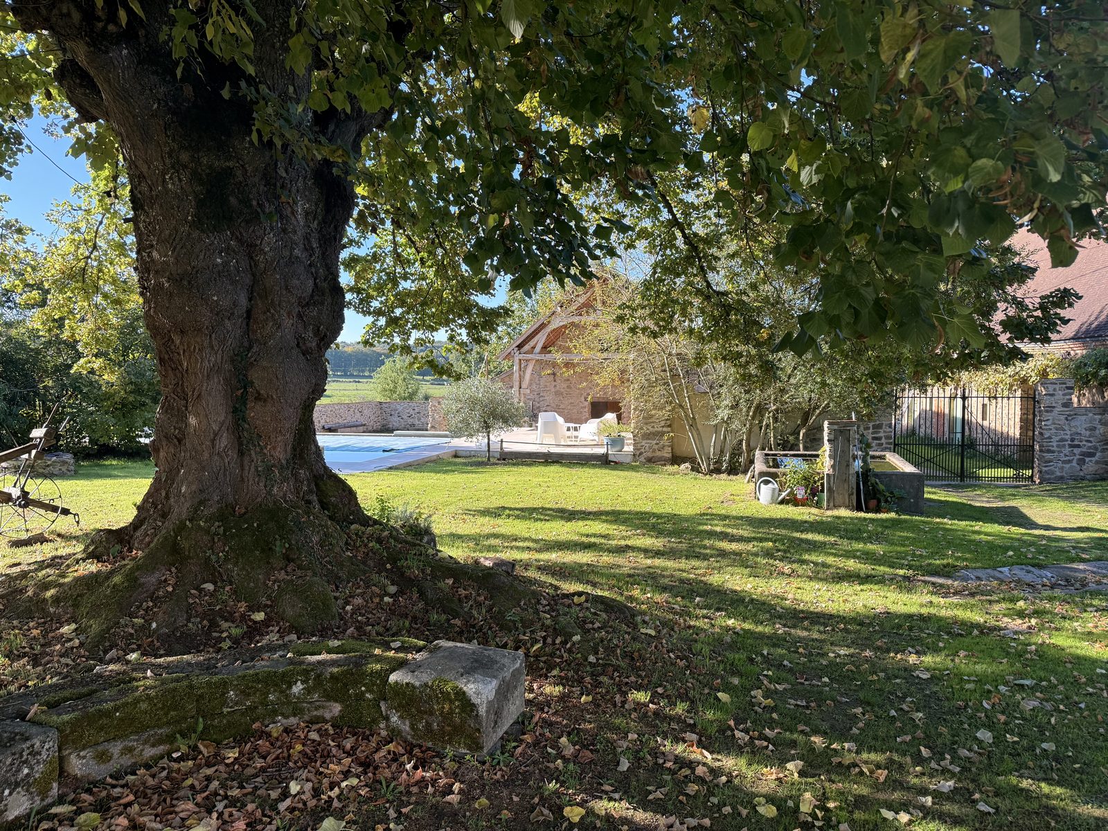 The shade of the three-hundred-year-old linden tree